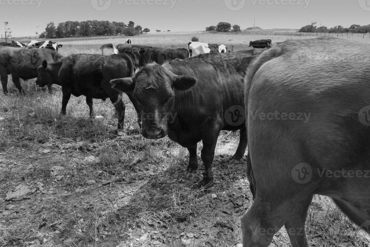 novillos alimentado en pastar, la pampa, argentina foto