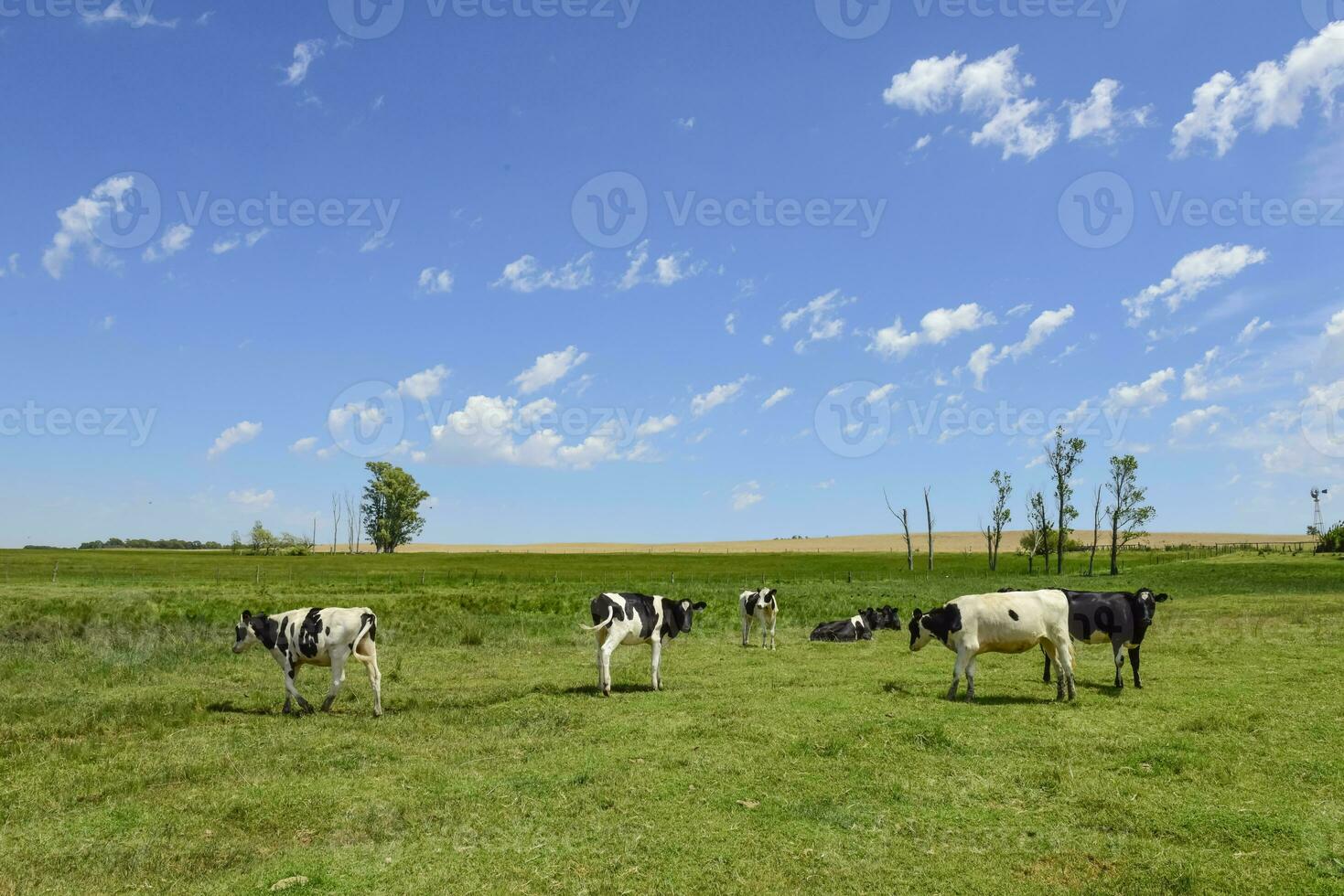 Steers fed on pasture, La Pampa, Argentina photo