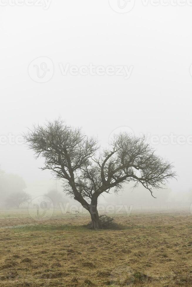 Lonely tree in thick fog at dawn, in Pampas Landscape, La Pampa Province, Patagonia, Argentina. photo