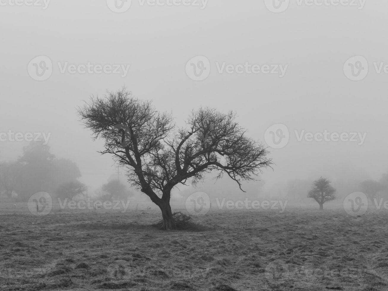 Lonely tree in thick fog at dawn, in Pampas Landscape, La Pampa Province, Patagonia, Argentina. photo