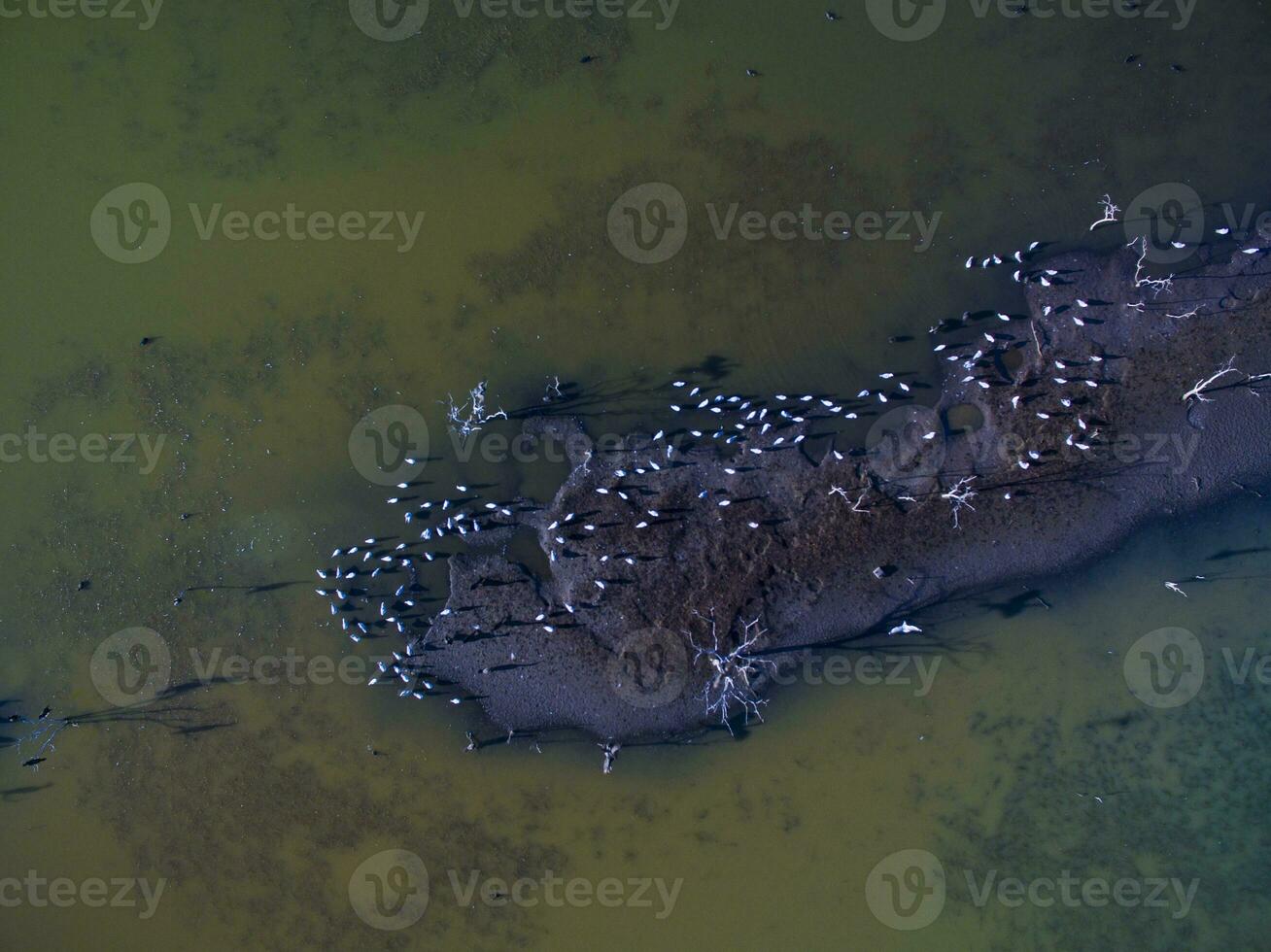 Flock of birds , Aerial View photo