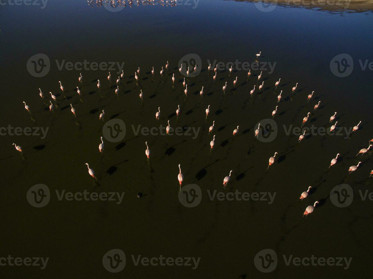 Flamingos in patagonia , Aerial View photo