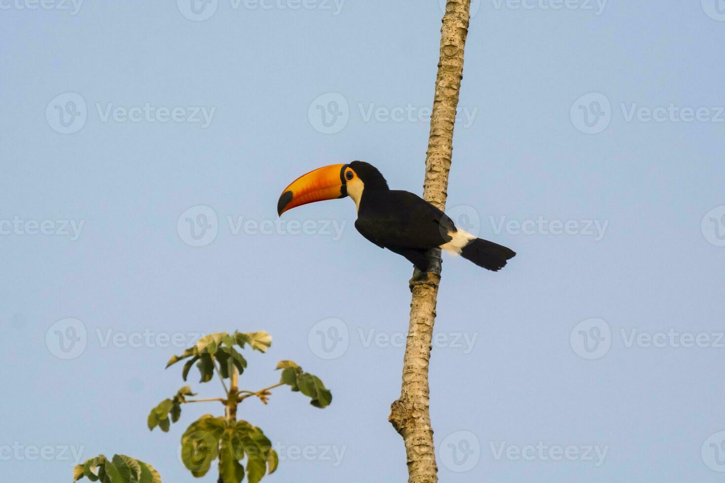 Toco toucan, in forest environment,Pantanal, Brazil photo