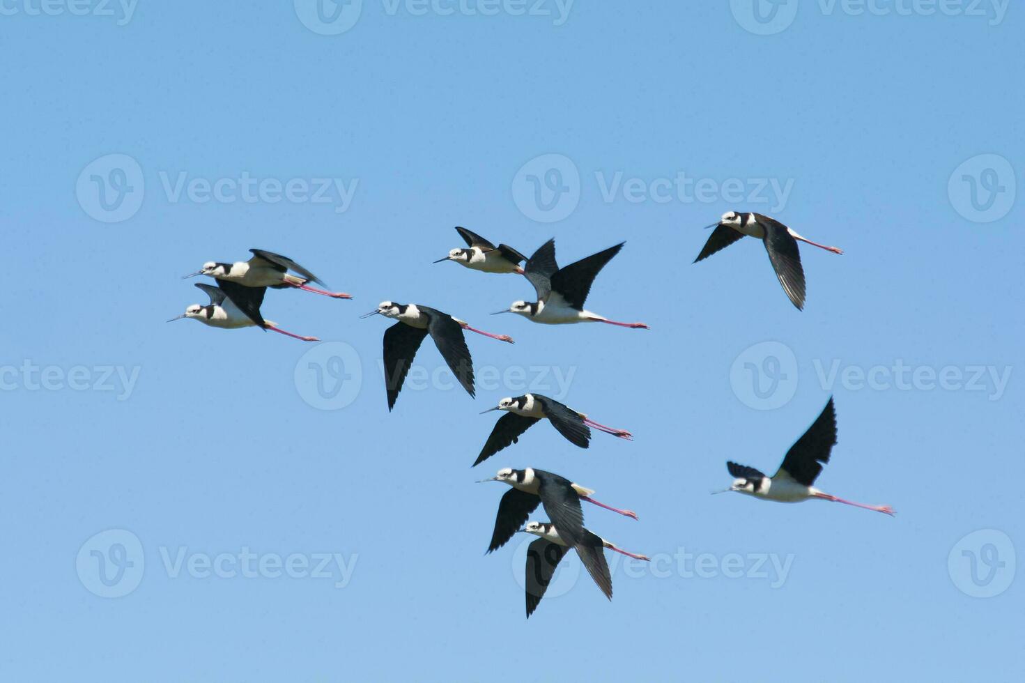 Black necked Stilt, Himantopus melanurus, La Pampa Argentina photo