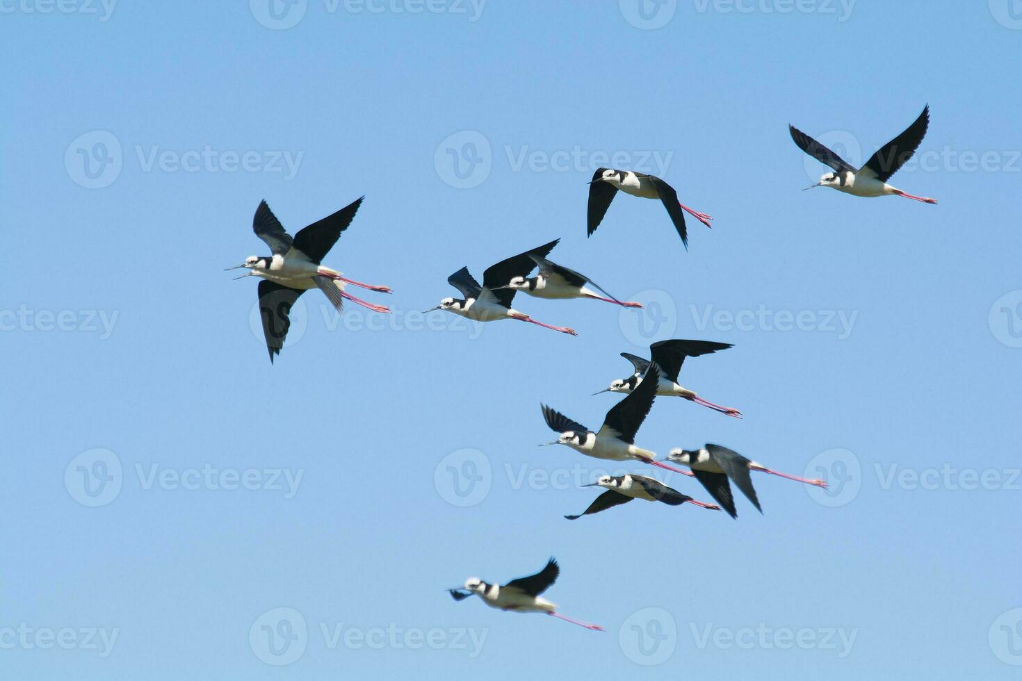 Black necked Stilt, Himantopus melanurus, La Pampa Argentina photo