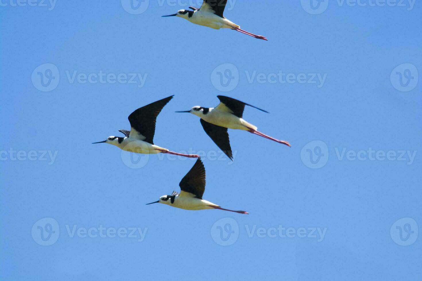 Black necked Stilt, Himantopus melanurus, La Pampa Argentina photo