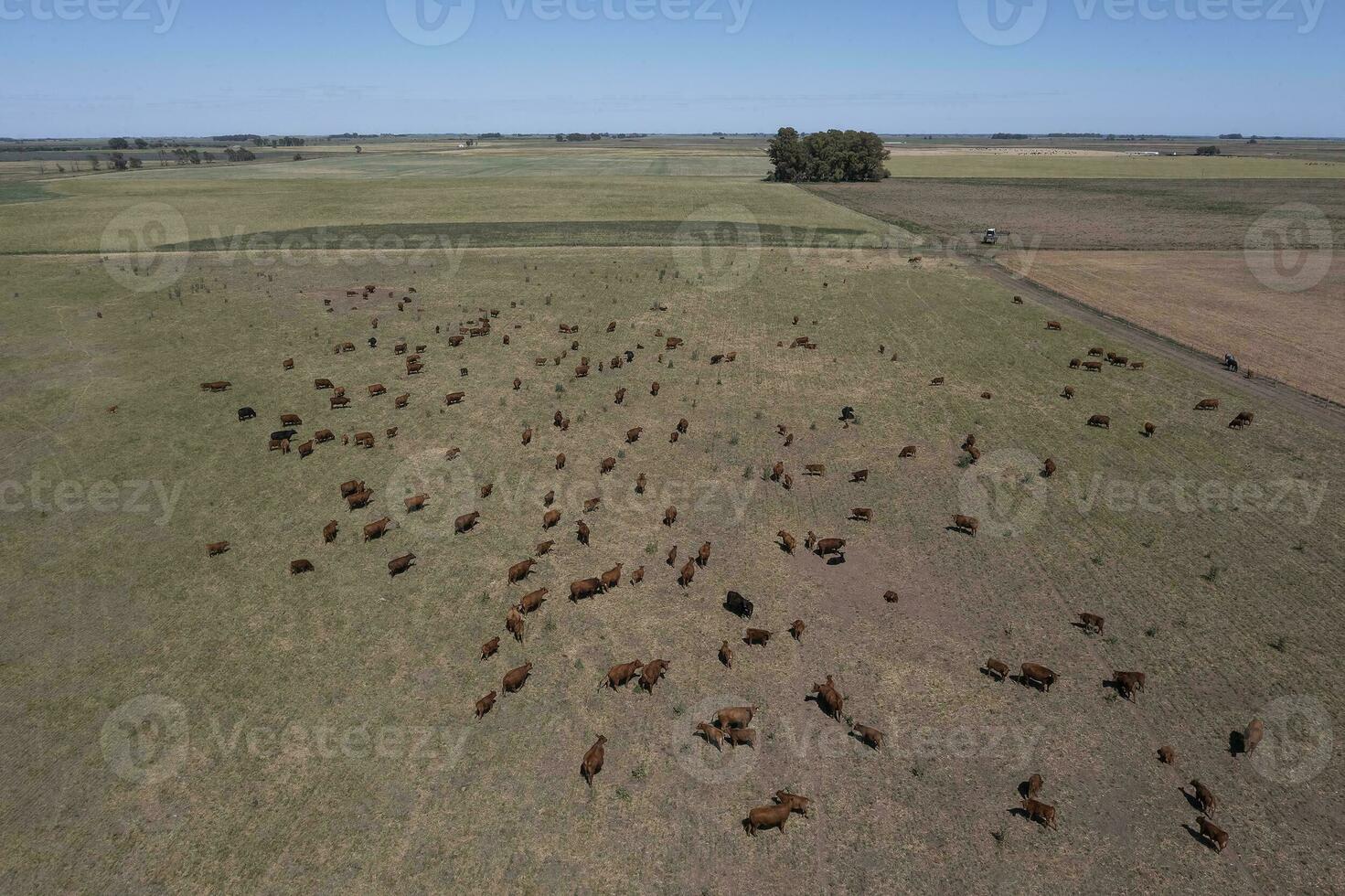 Aerial view of a troop of steers for export, cattle raised with natural pastures in the Argentine countryside. photo