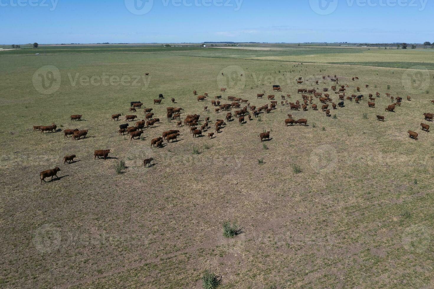 Aerial view of a troop of steers for export, cattle raised with natural pastures in the Argentine countryside. photo