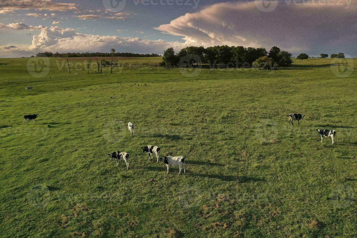 Aerial view of a troop of steers for export, cattle raised with natural pastures in the Argentine countryside. photo