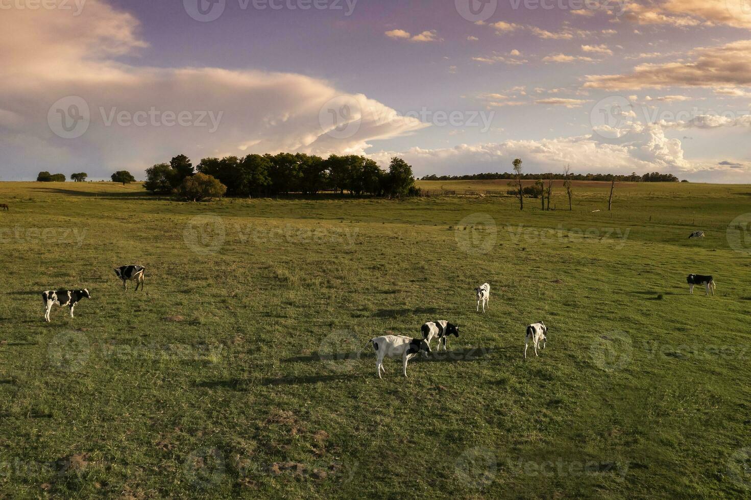 Aerial view of a troop of steers for export, cattle raised with natural pastures in the Argentine countryside. photo