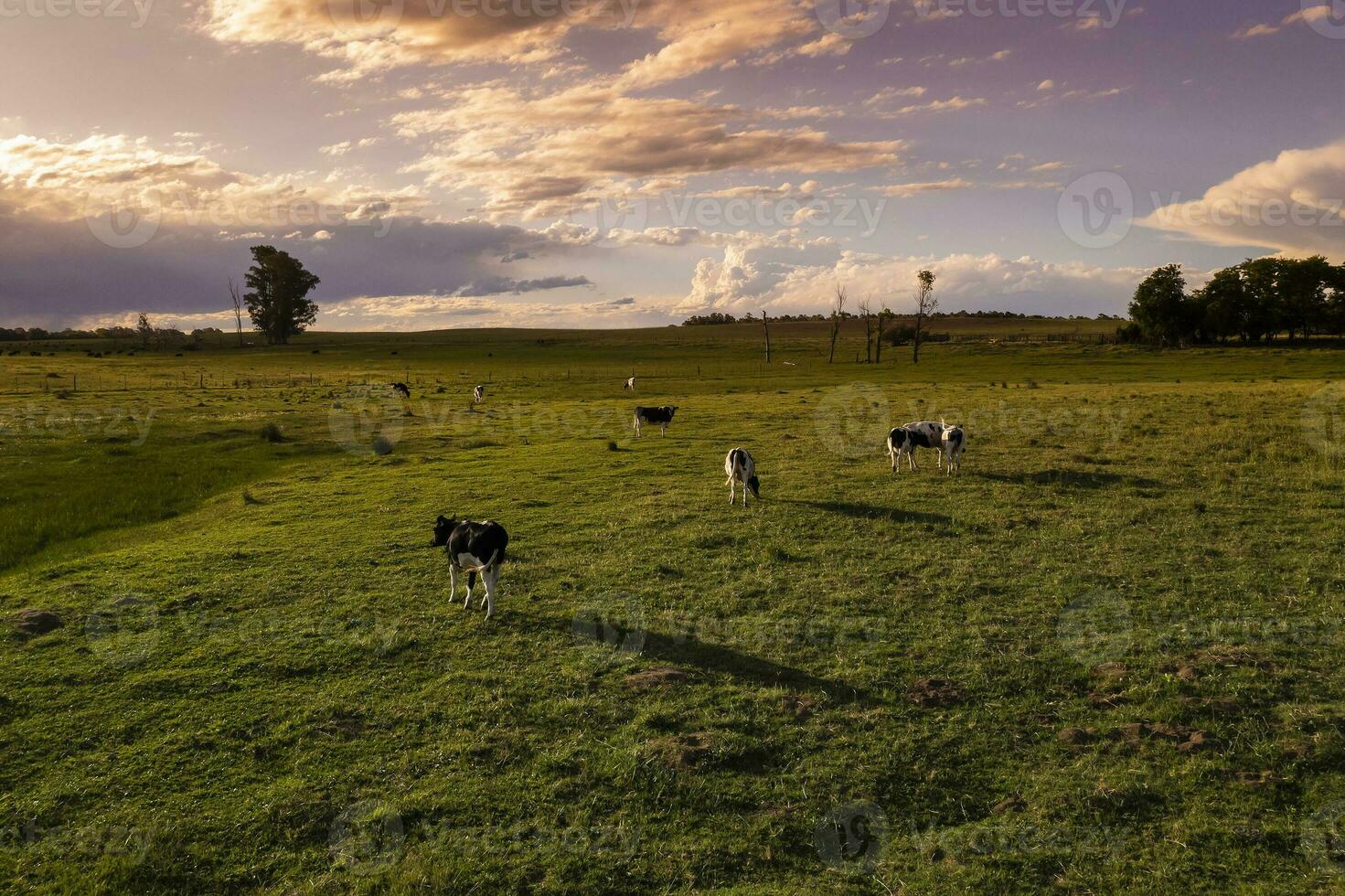 Aerial view of a troop of steers for export, cattle raised with natural pastures in the Argentine countryside. photo