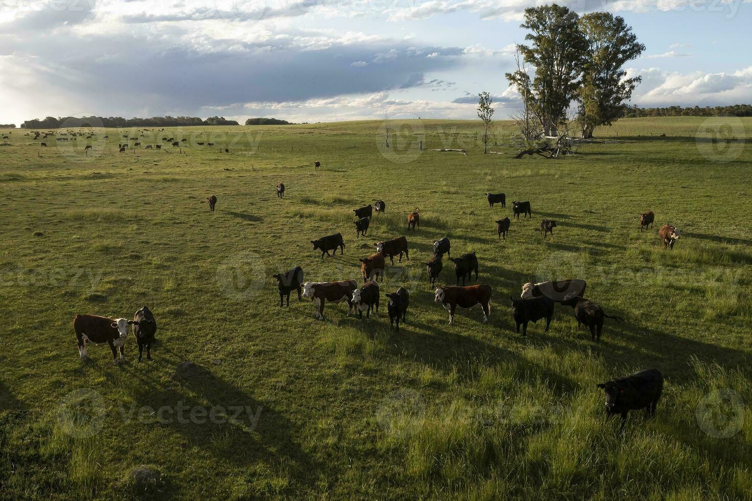 Aerial view of a troop of steers for export, cattle raised with natural pastures in the Argentine countryside. photo