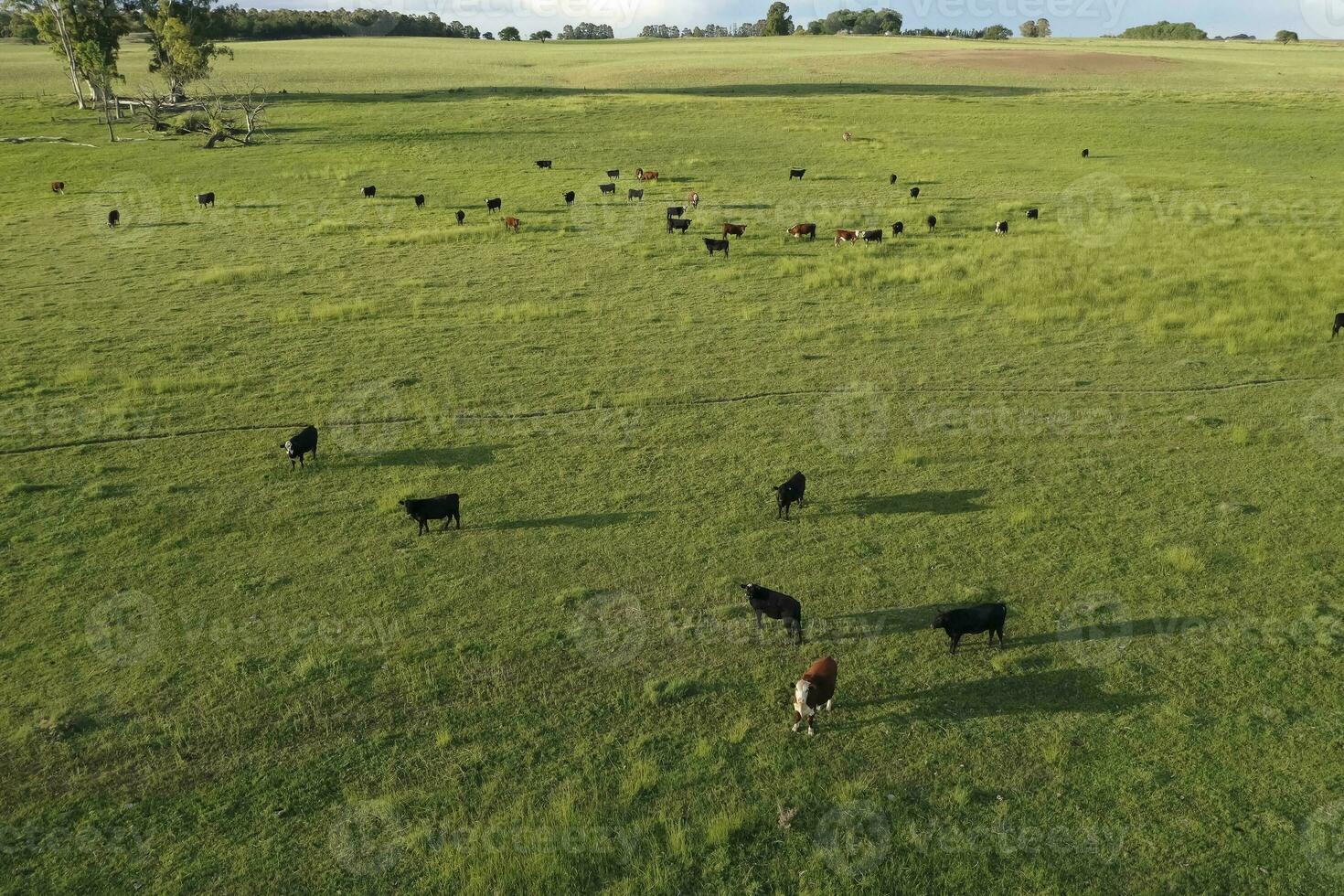 Aerial view of a troop of steers for export, cattle raised with natural pastures in the Argentine countryside. photo