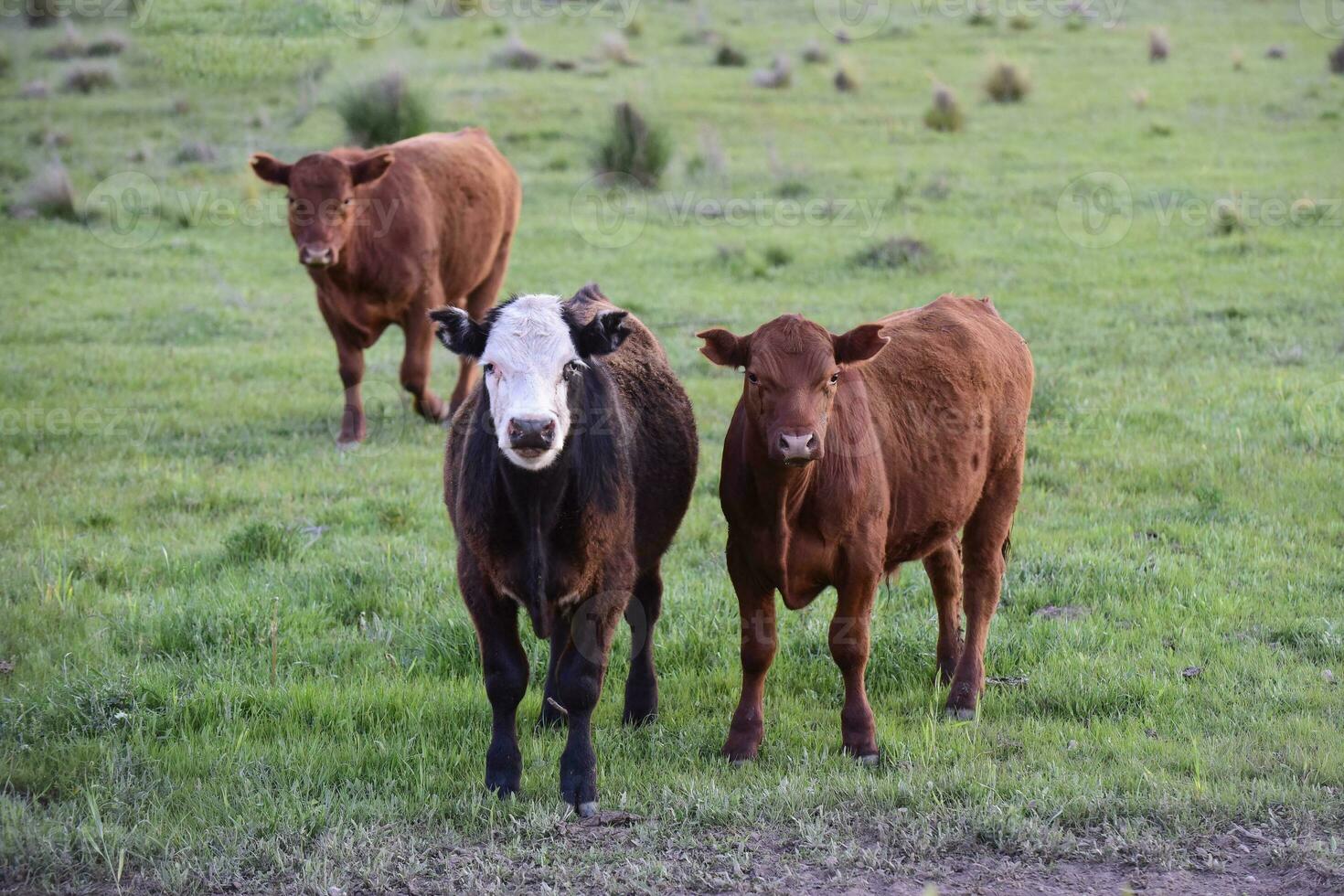 Steers looking at the camera, Pampas, Argentina photo