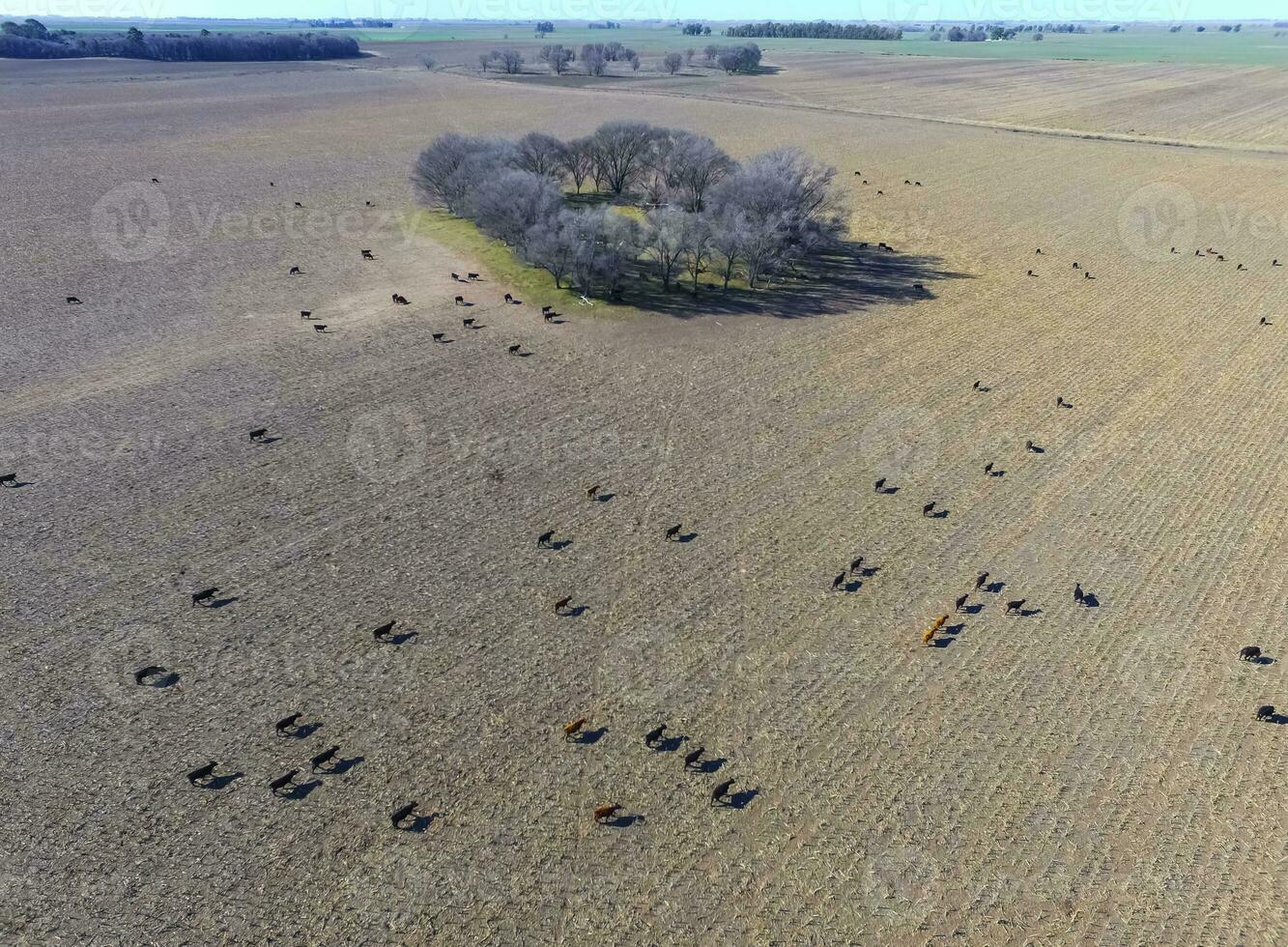 Steers fed with natural grass, Pampas, Argentina photo