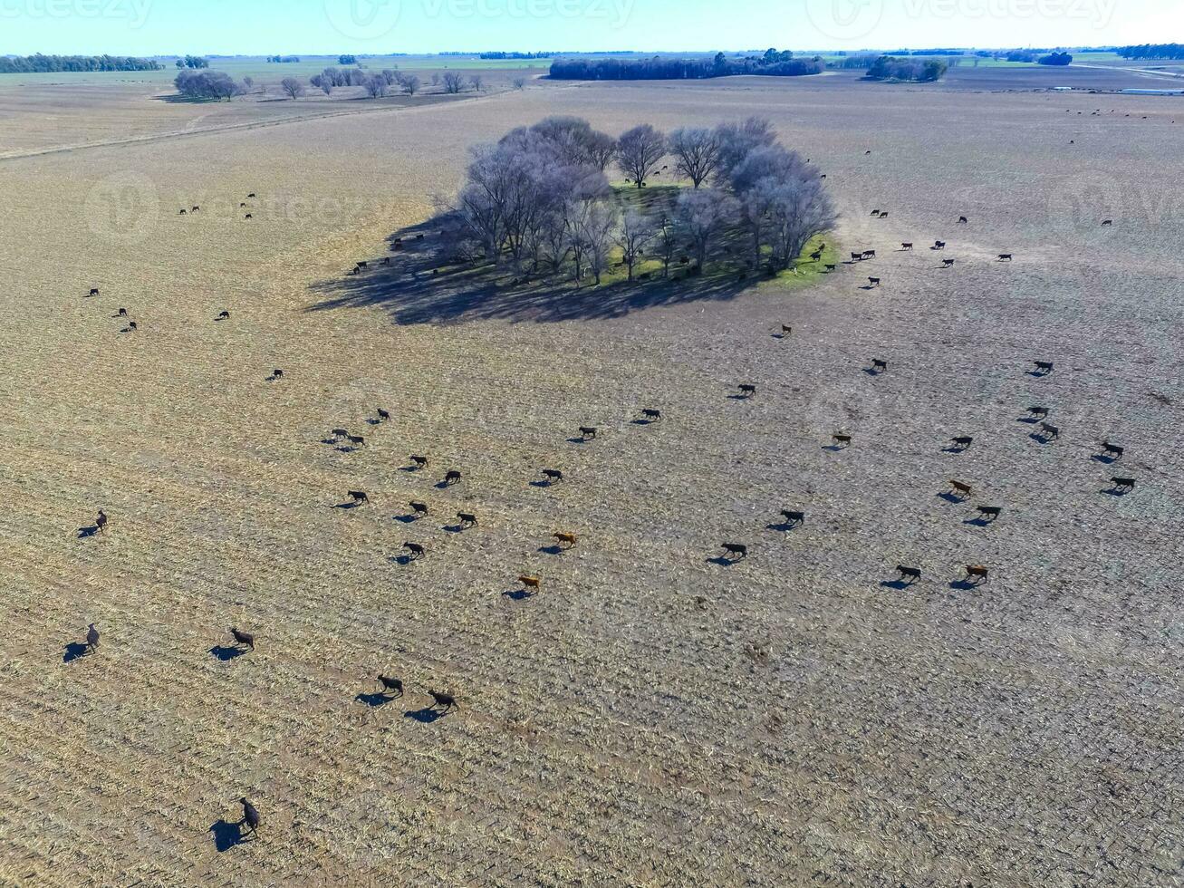 Cows, aerial view , Pampas, Argentina photo