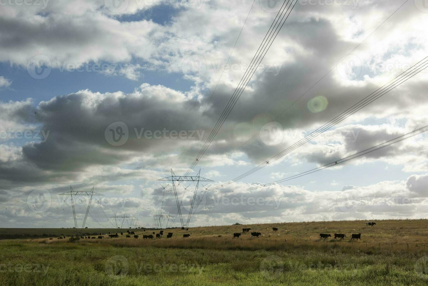 vacas pasto en el argentino campo, debajo un poder línea ese cruces foto