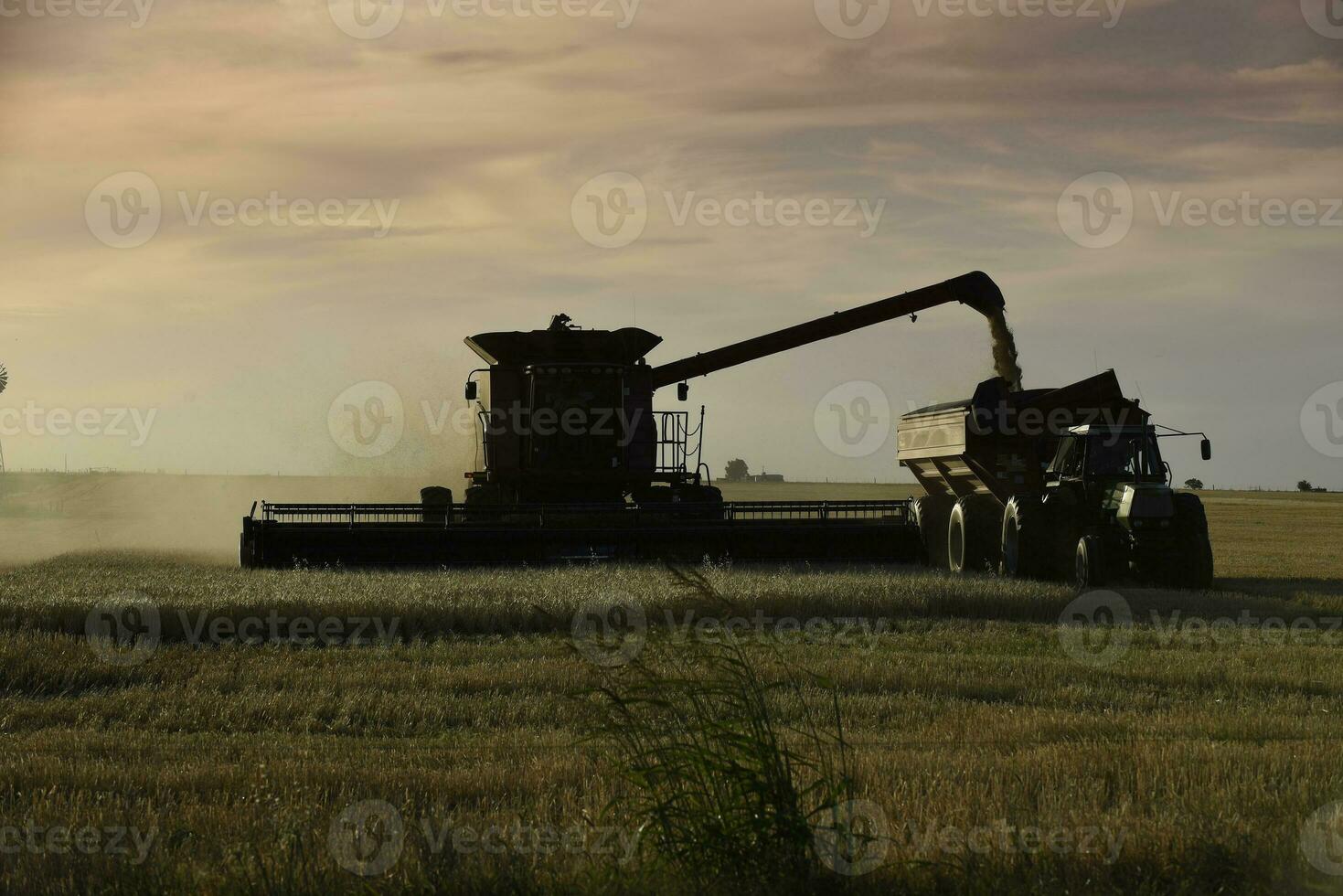 Harvester machine, harvesting in the Argentine countryside, Buenos Aires province, Argentina. photo