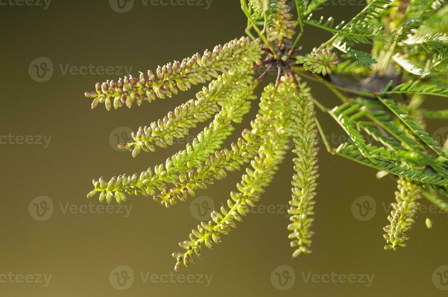 Calden Flower in Pampas forest environment, La Pampa Province, Patagonia, Argentina. photo