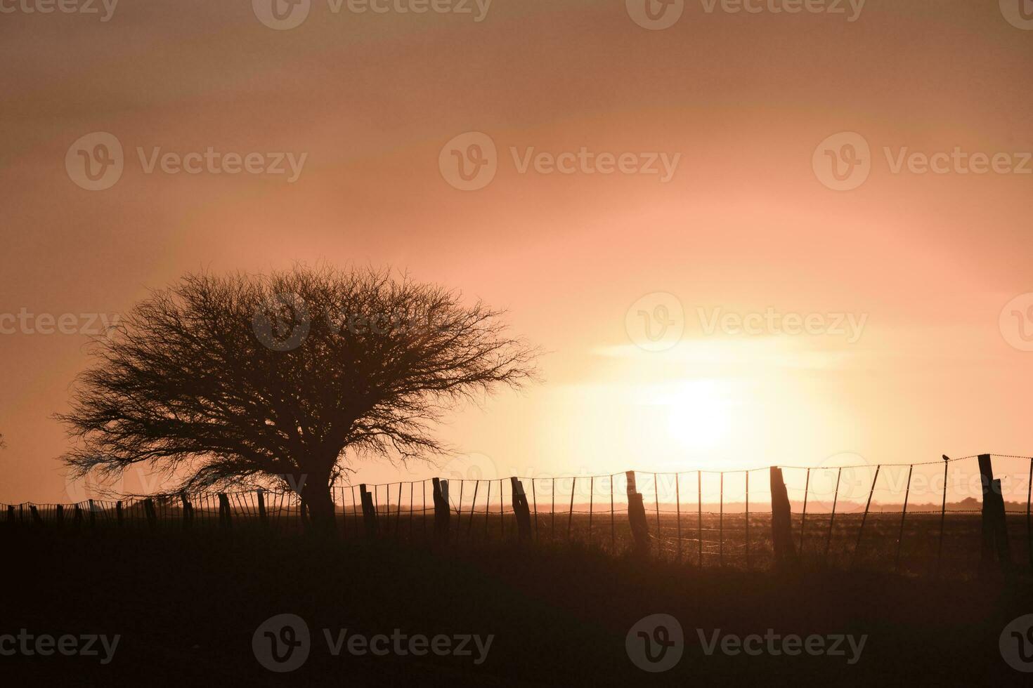 Rural sunset landscape, Buenos Aires province , Argentina photo