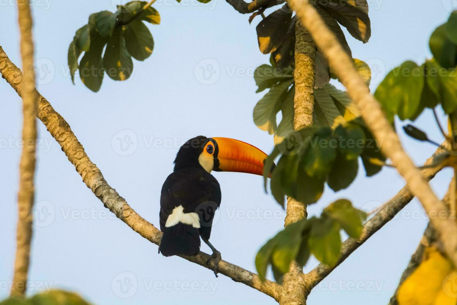 Toco toucan, in forest environment,Pantanal, Brazil photo