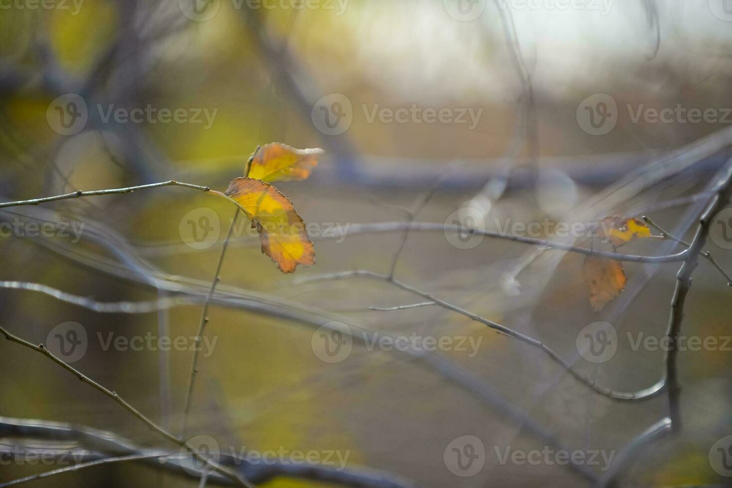 Autumn leaves in the forest, La Pampa Province, Patagonia, Argentina. photo