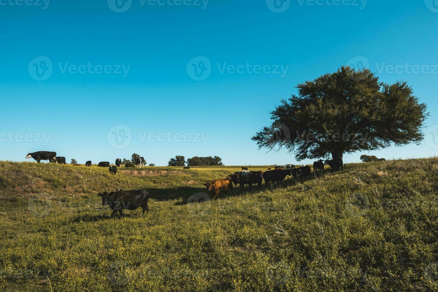 Cows in Countryside,in  Pampas landscape, Argentina photo