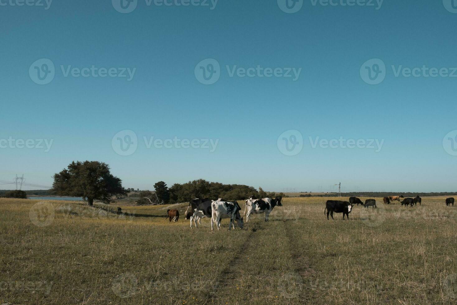 Cows in the Argentine countryside photo