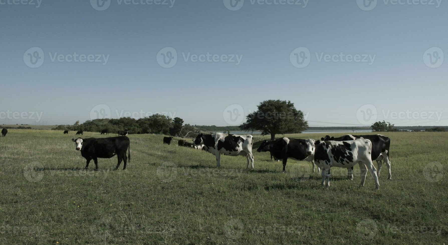 vacas en campo, pampa, argentina foto