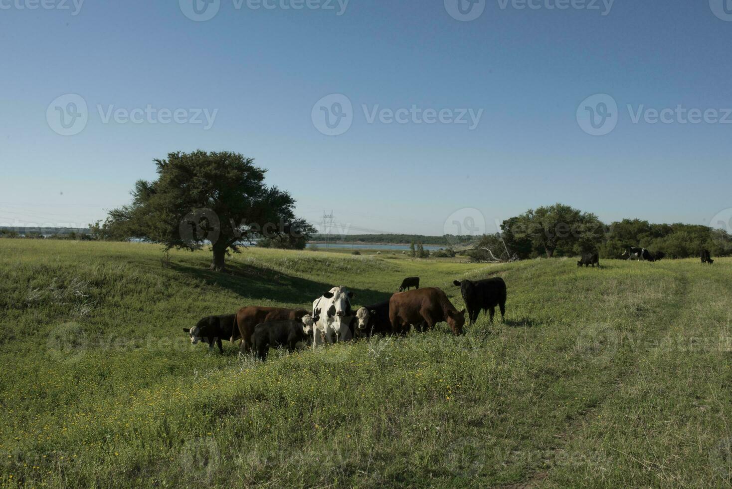 vacas en campo, en pampa paisaje, argentina foto