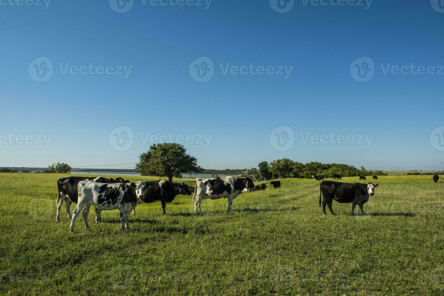 Cows in Countryside, Pampas, Argentina photo