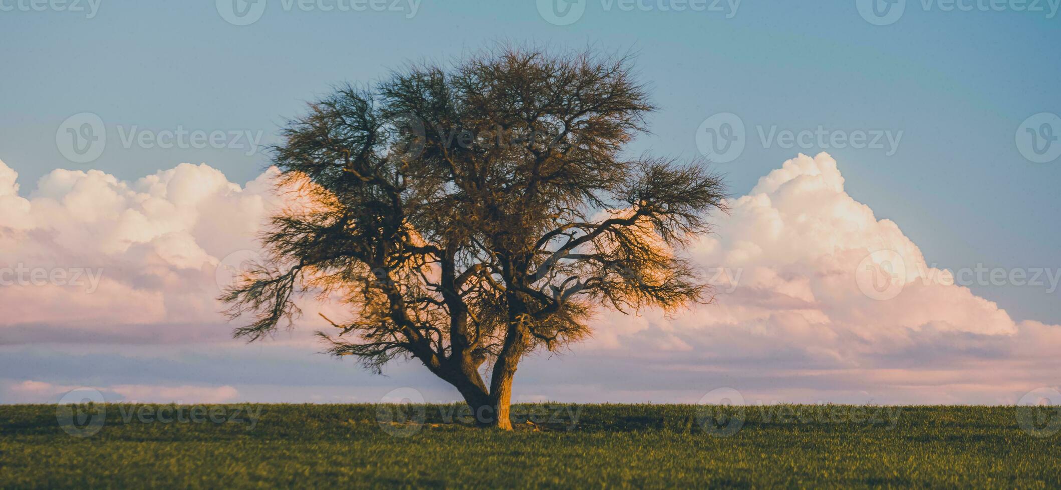 solitario árbol en la pampa, argentina foto