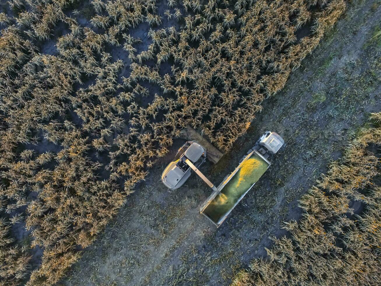 Sorghum harvest, in La Pampa, Argentina photo