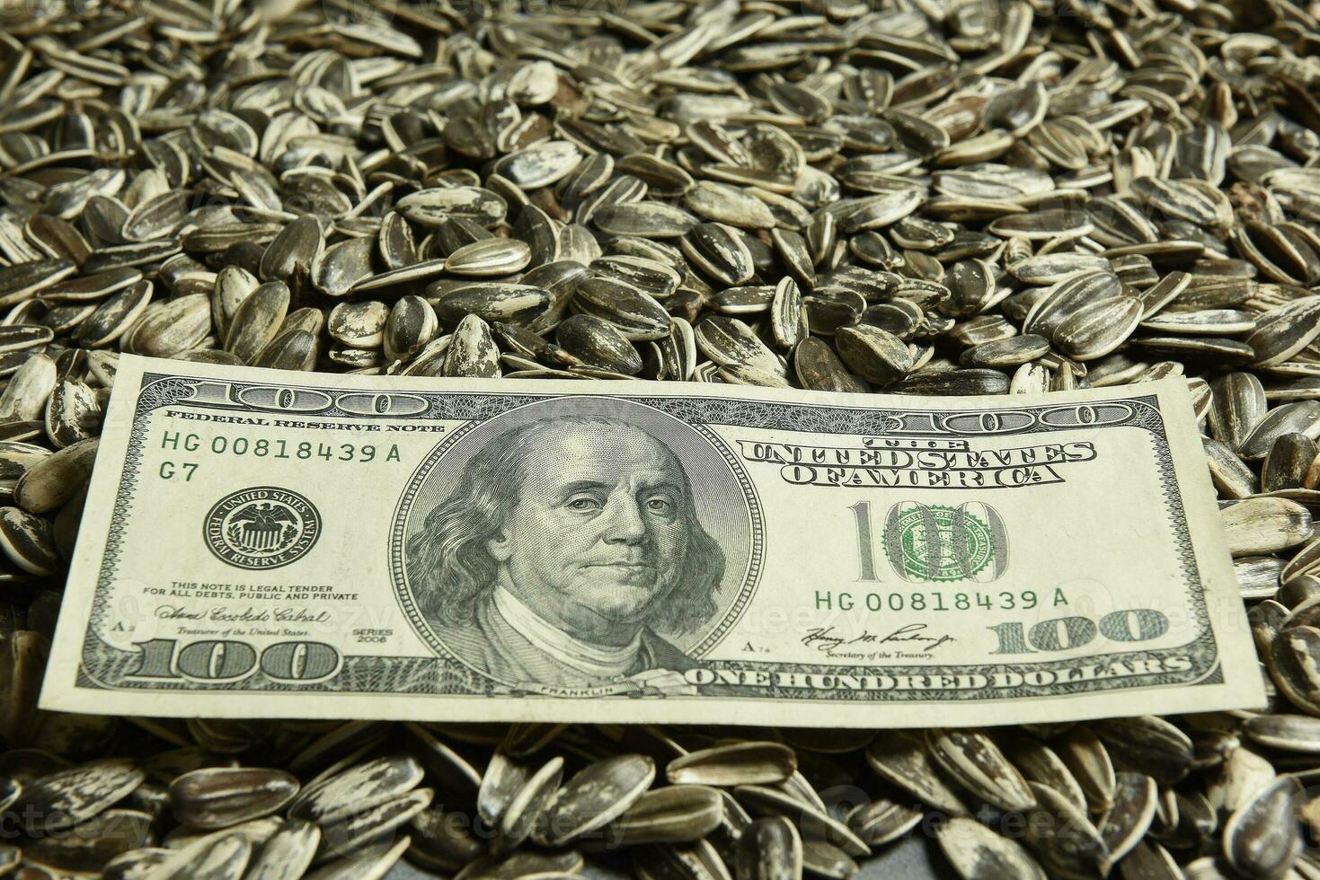 Dollars banknotes and sunflower seeds, oleaginous Commodity value concept. photo