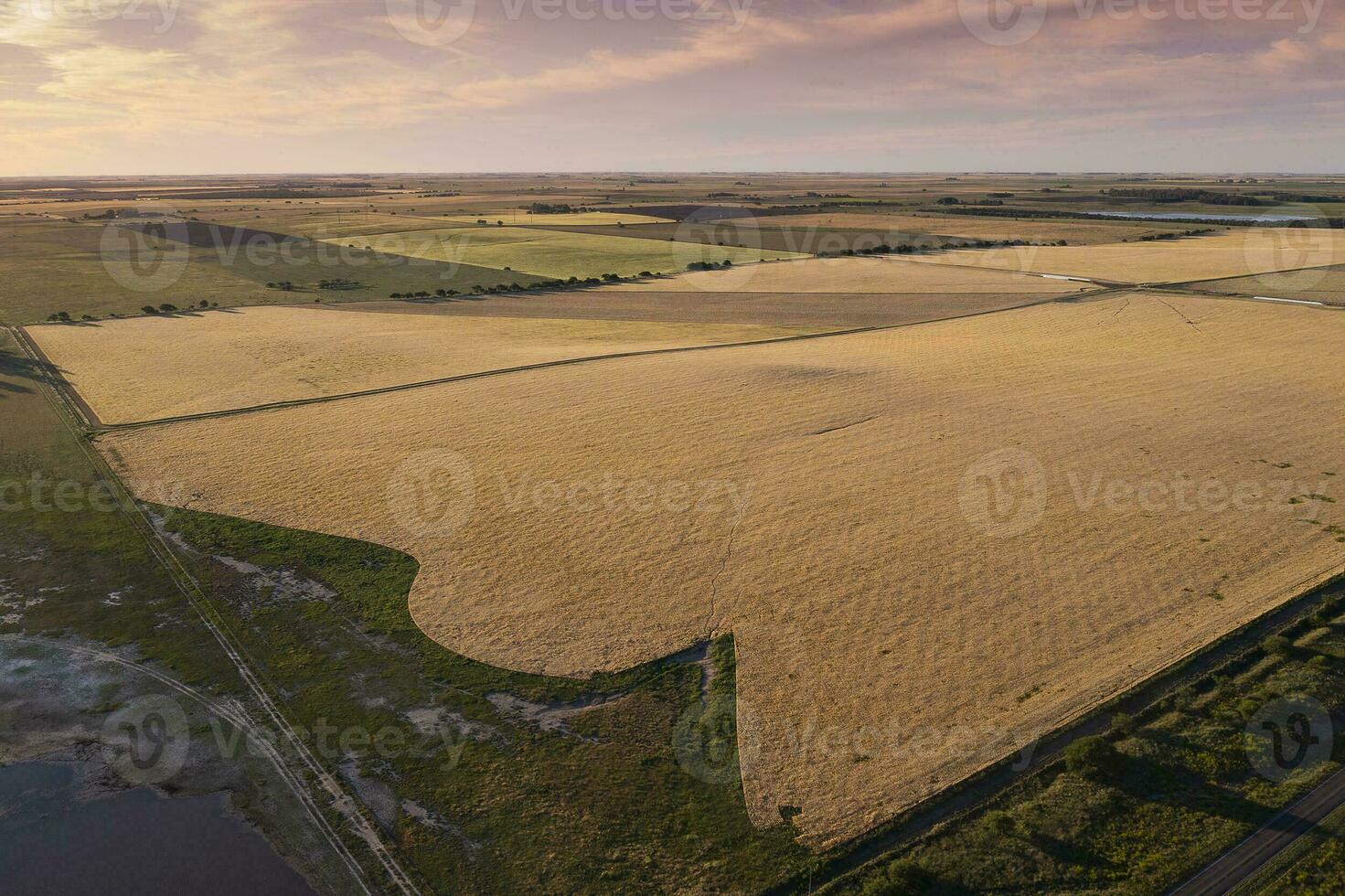 Wheat field ready to harvest, in the Pampas plain, La Pampa, Argentina. photo