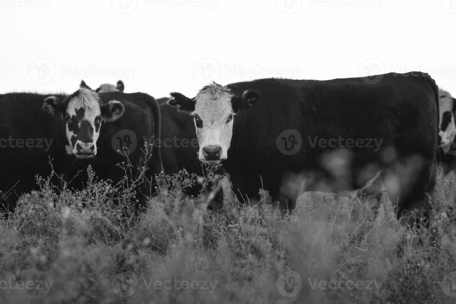 vacas en el pampa campo, argentino carne producción, la pampa, argentina. foto