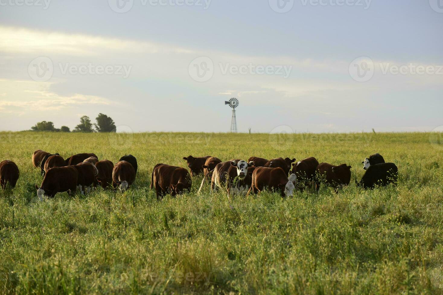 Cows in Countryside,in  Pampas landscape, Argentina photo