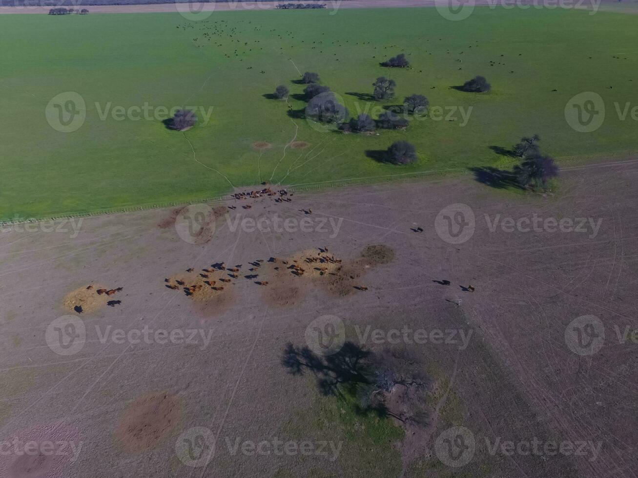 Cows fed with natural grass, Pampas, Argentina photo