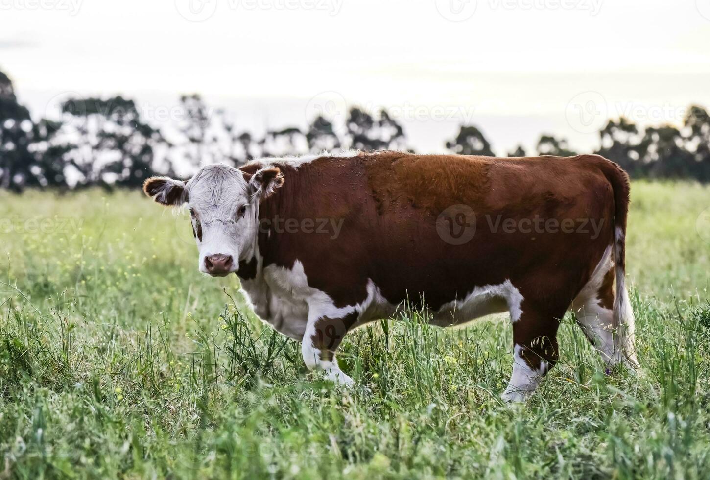 Cows in Countryside,in  Pampas landscape, Argentina photo