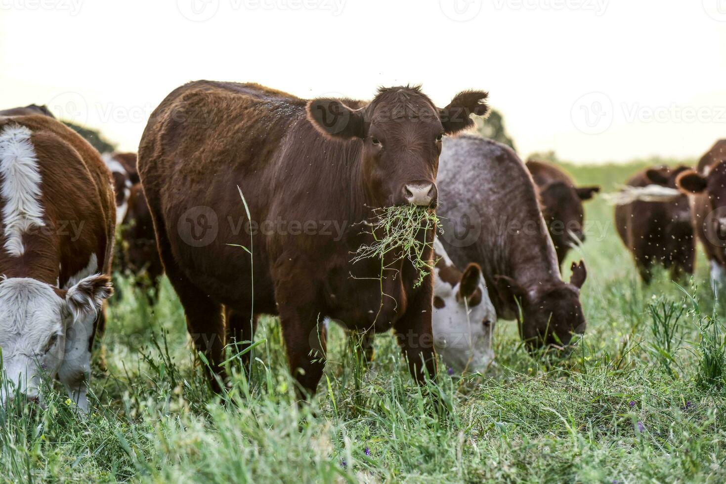 Cattle breeding in the Province of Buenos Aires, Argentina photo