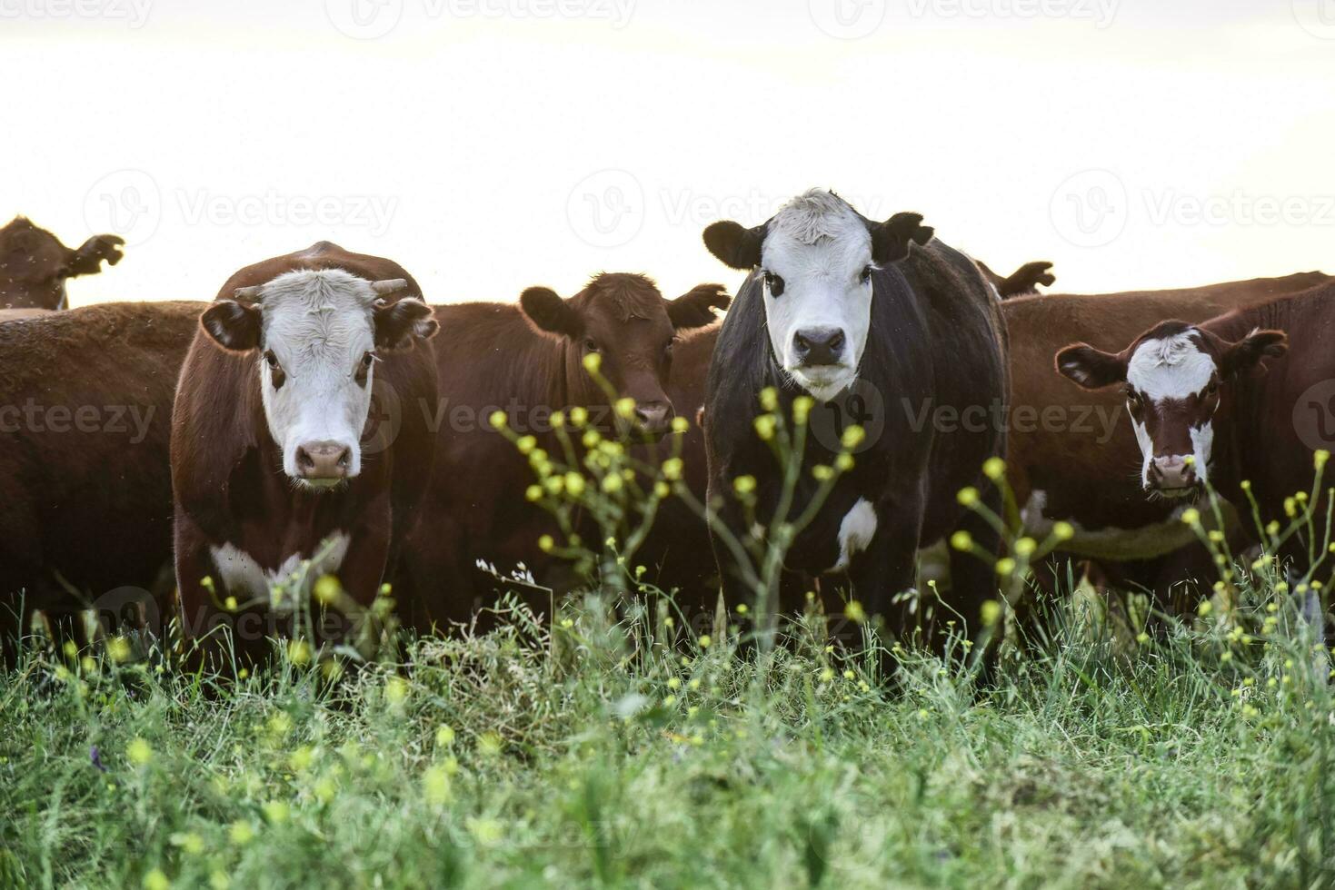 Cows in the Argentine countryside photo