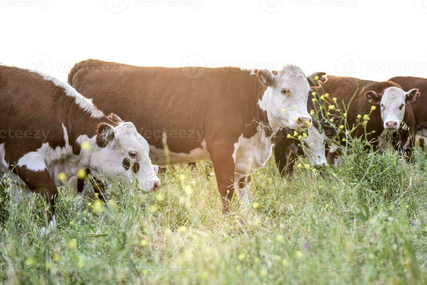 Cattle breeding in the Province of Buenos Aires, Argentina photo