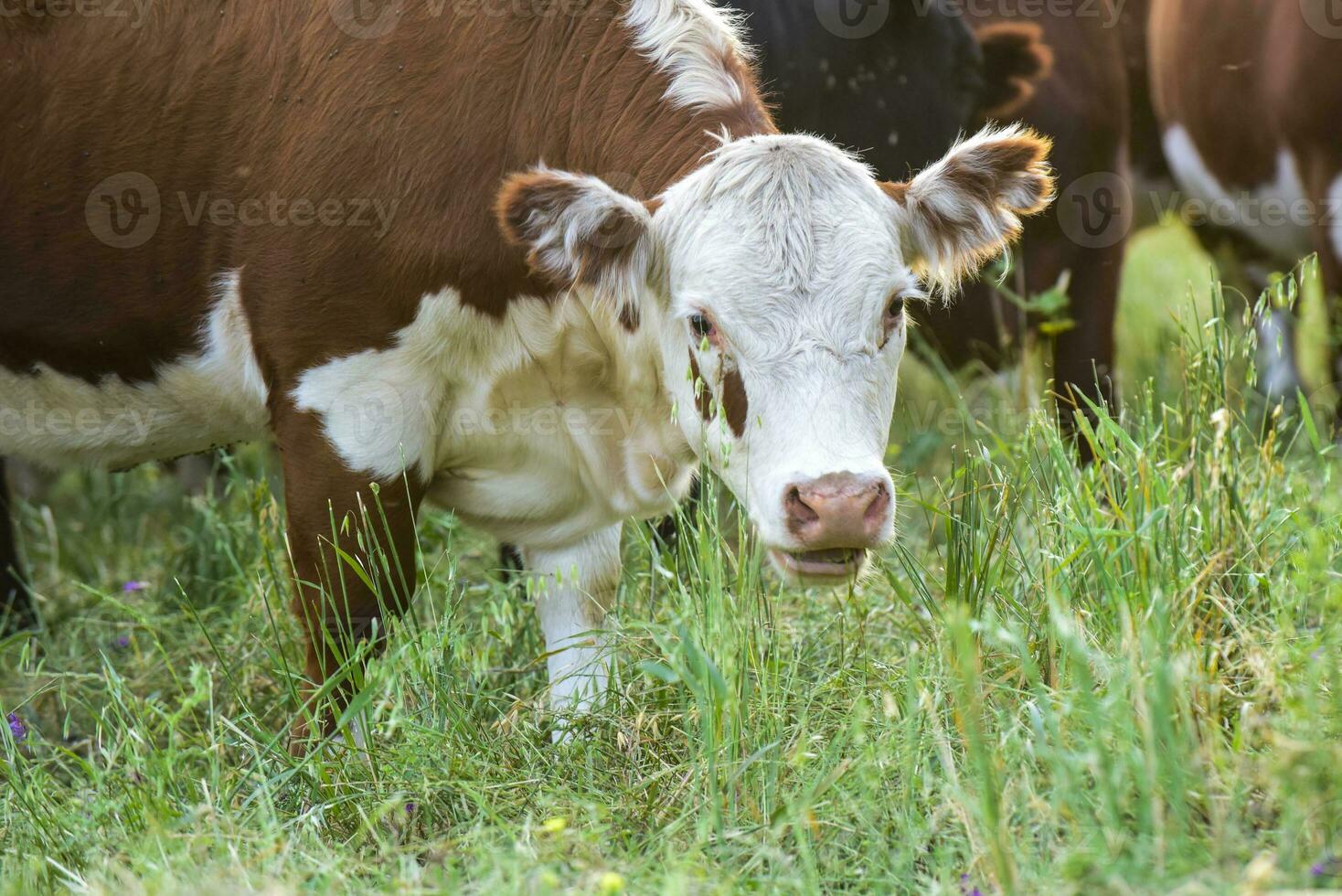 Cows in Countryside, Pampas, Argentina photo