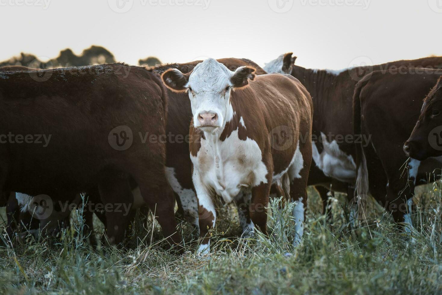 Cows in the Argentine countryside photo