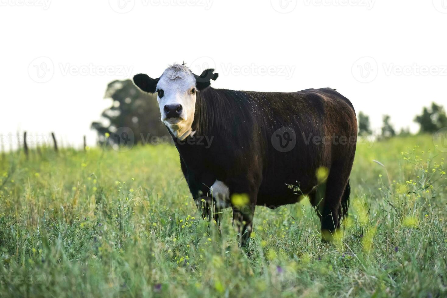 Cows in natural fields, Buenos Aires, Argentina photo