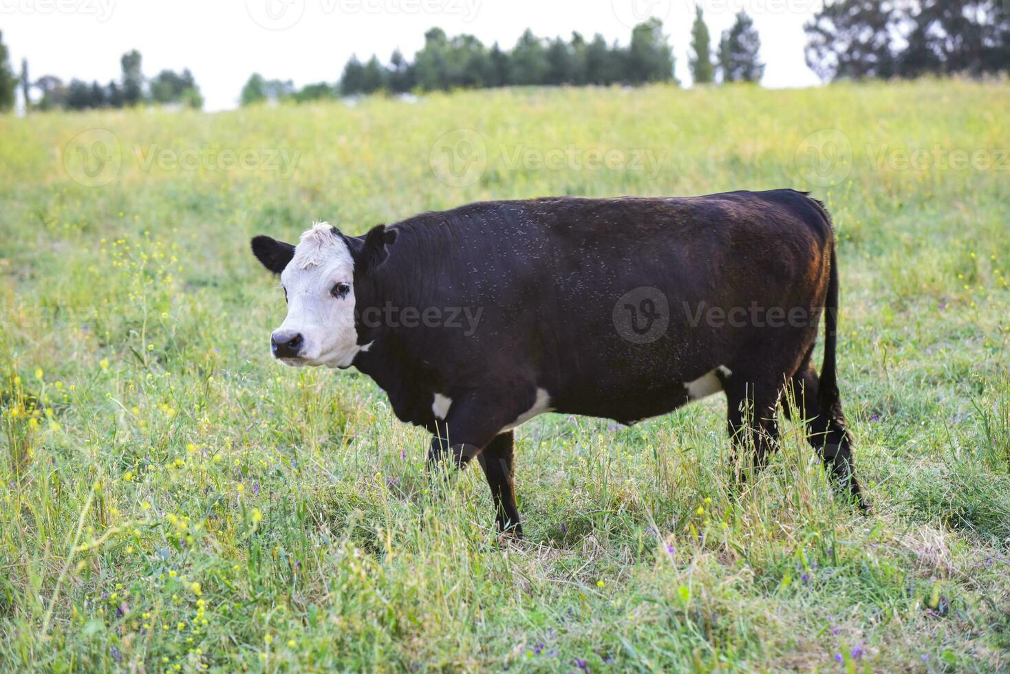 Cow raised with natural grass,Pampas, Argentina photo