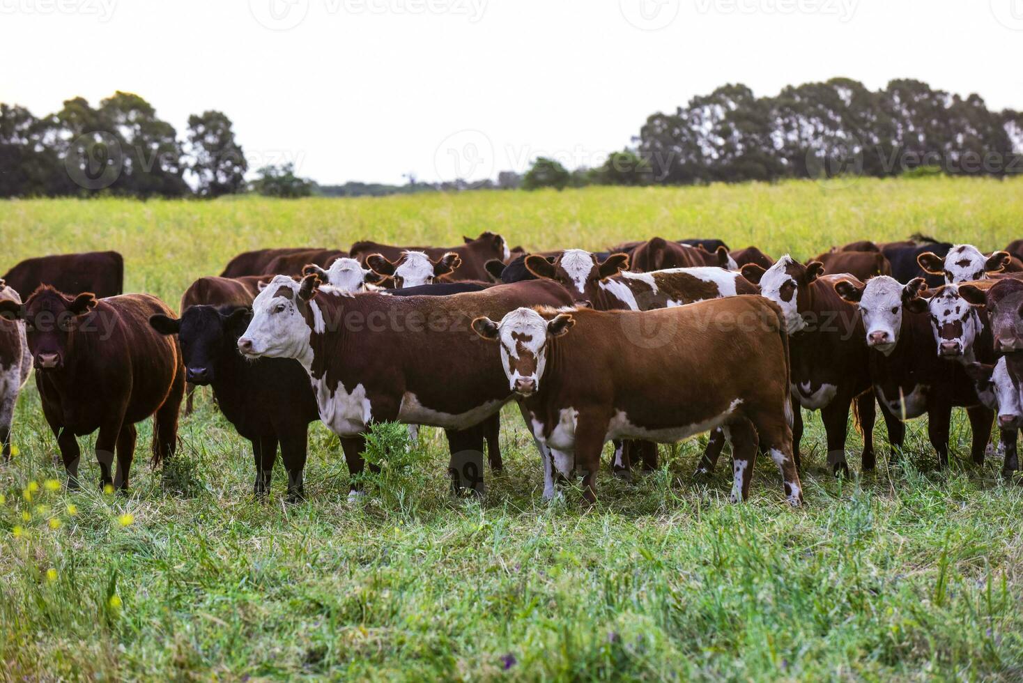 Group of steers looking at the camera, Pampas, Argentina photo