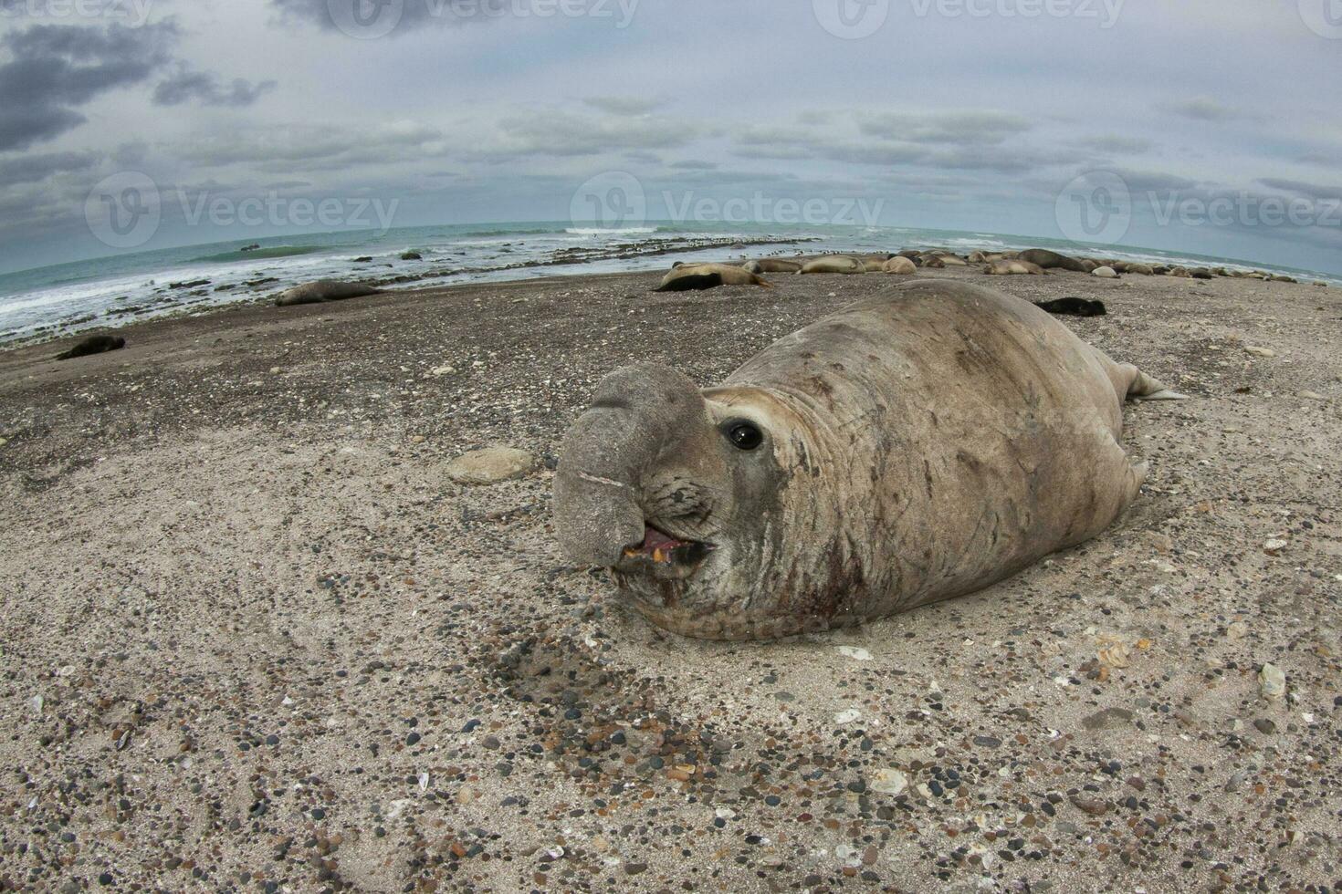 Elephant seal, Peninsula Valdes, Unesco World Heritage Site, Patagonia, Argentina photo