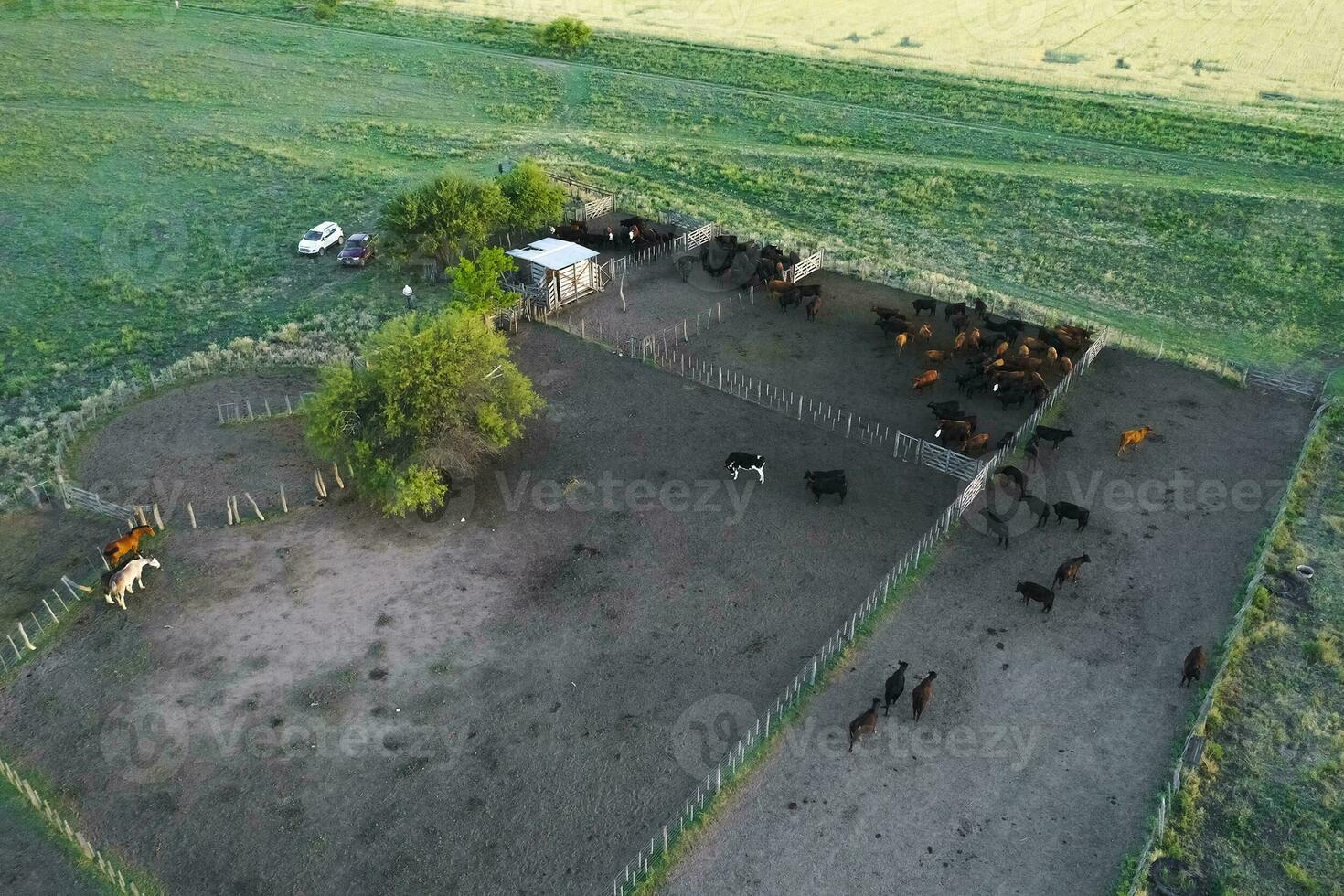 vacas levantamiento en pampa campo, la pampa provincia, argentina. foto