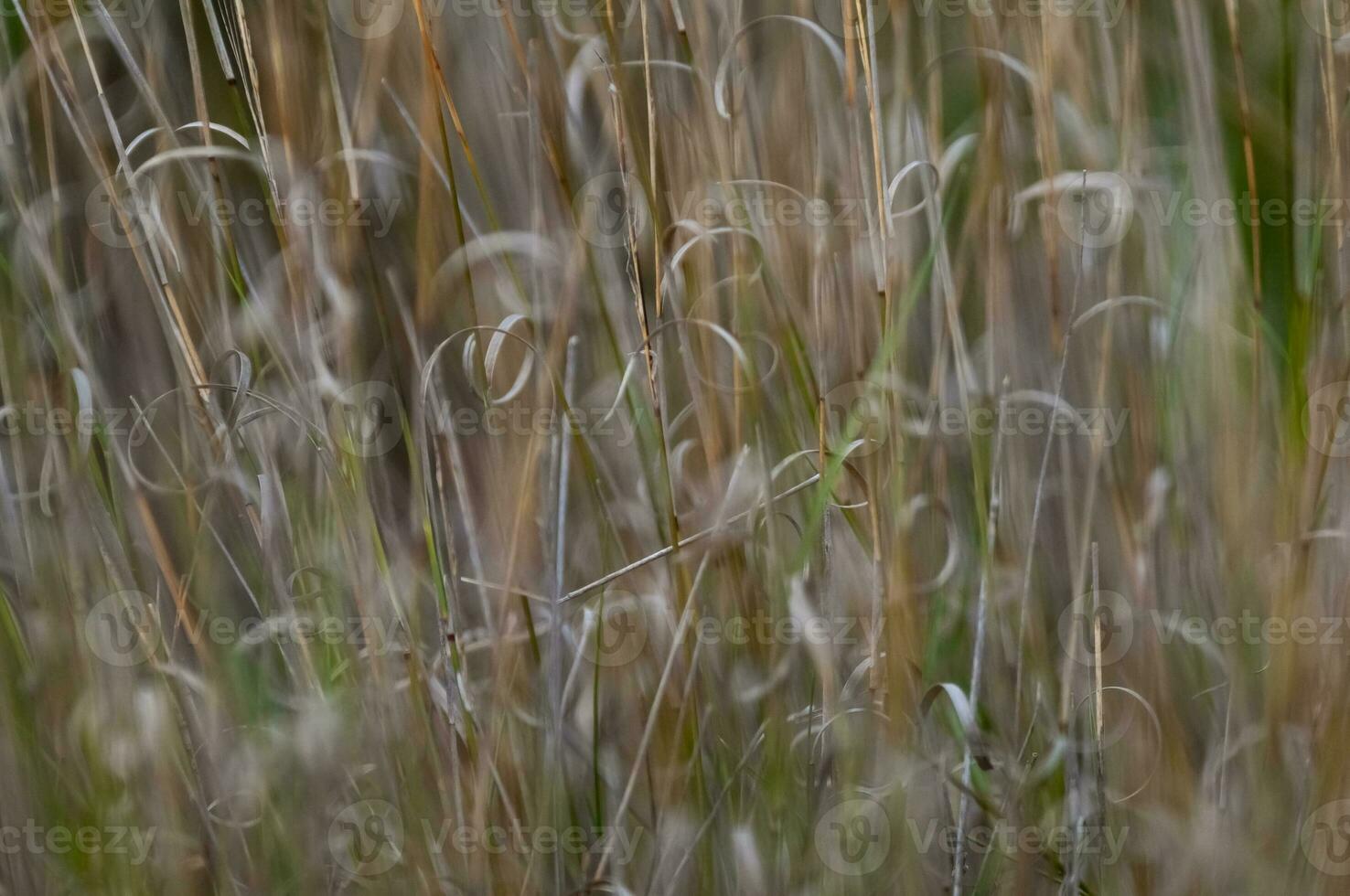 Grass texture abstract patterns, Exploring the Essence of Abstracted Grassland photo